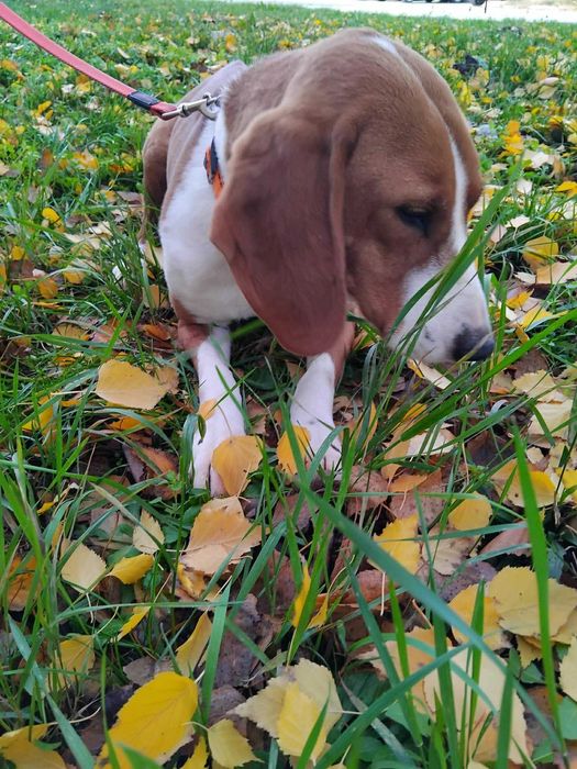 Gończy chorwacki do adopcji