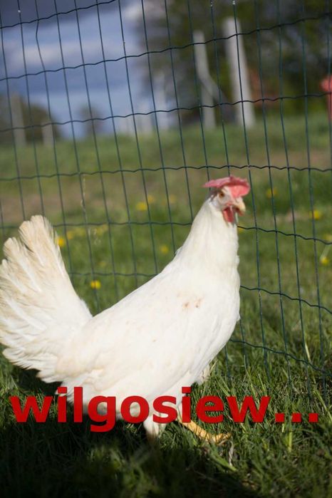 Kury Kokoszki Nioski