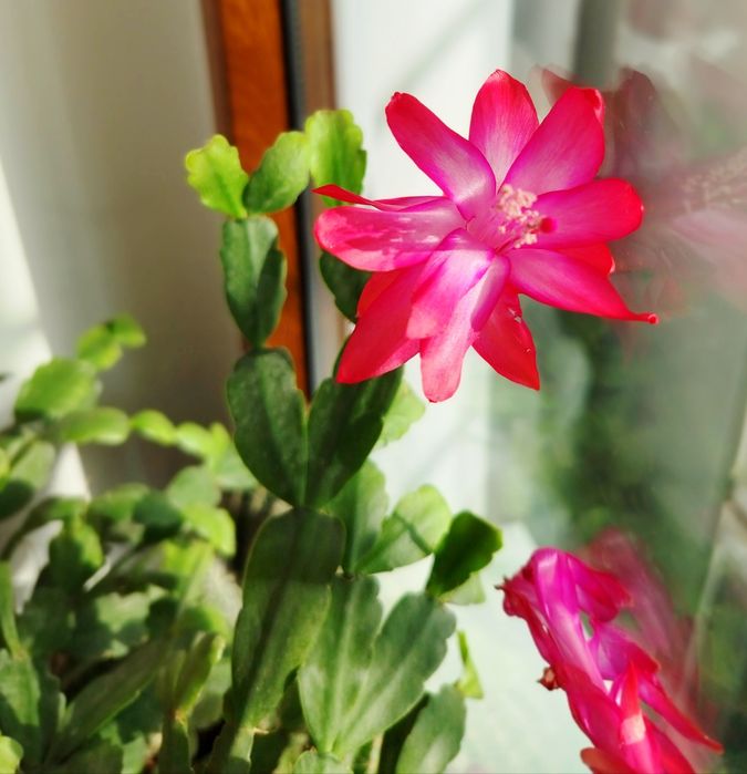 Шлюмбергера Рождественник Пасхальник Кактус крупноцветковый Шлюмбергер