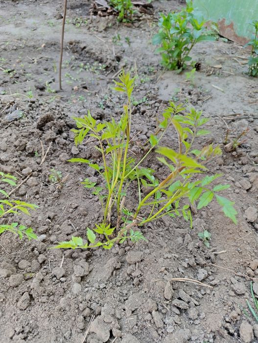 Кампсис швидкозростаюча ліана