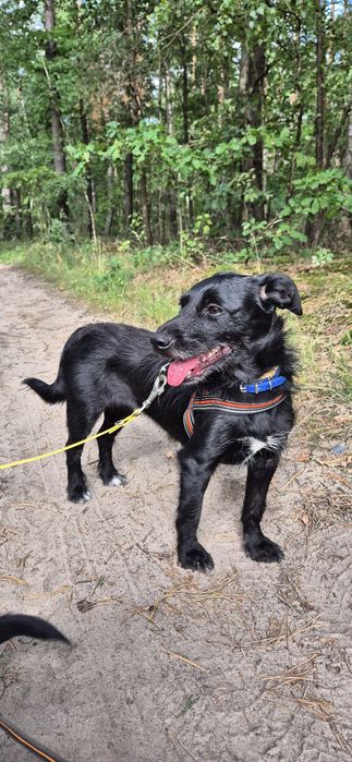 Manga - nieduża, pozytywna suczka do adopcji