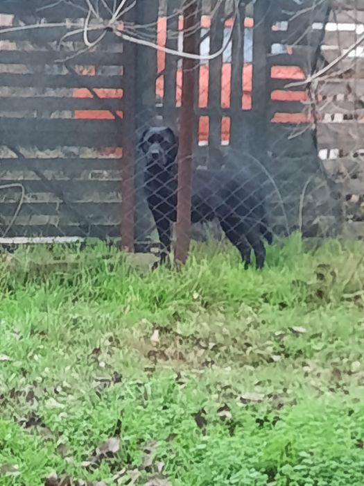 Кто потерял лабрадора?