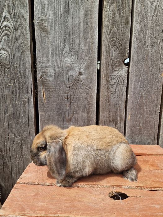 Karzełki baranki Mini Lop