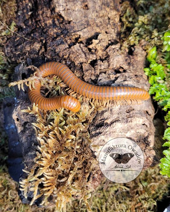 Spirostreptus sp. Tanzania, Krocionogi Wije isopody