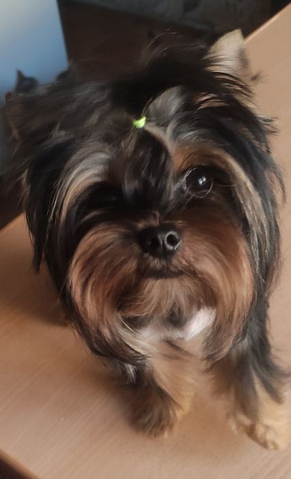 В'язка. Йоркширський Тер'єр