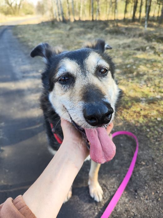 Bosman od 3 lat czeka na dom w schronisku