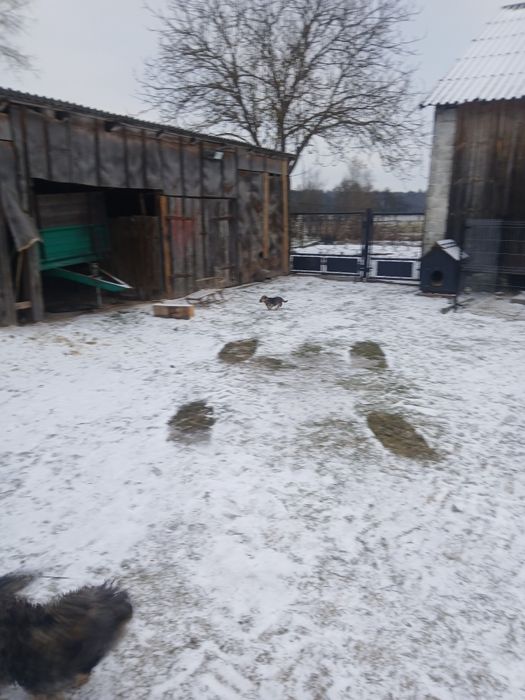 Oddam pieska w dobre ręce