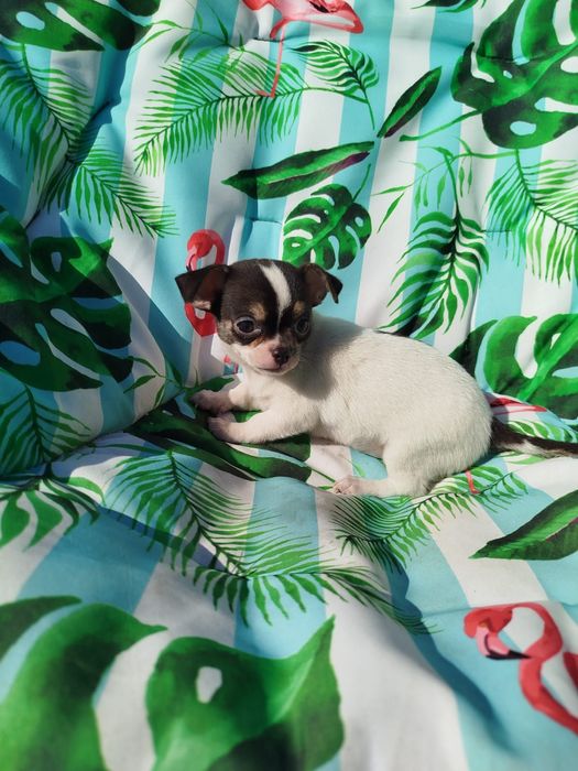 Chihuahua macho pelo curto