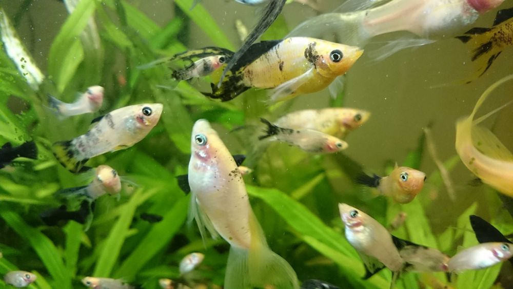 Narybek molinezji ostroustych - 1-2 cm    30 szt za 50 zł