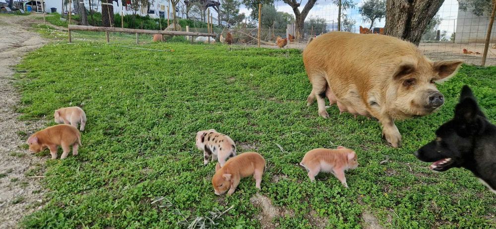 Young Kune Kune Piglets (23 February, 2026)