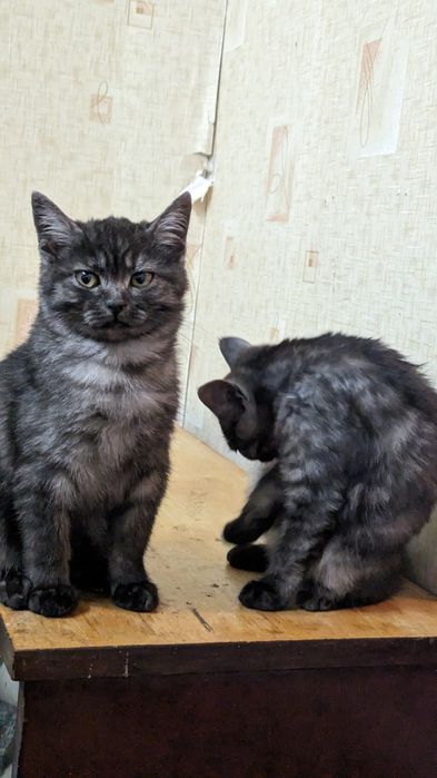 Кошенята кіт і кішка