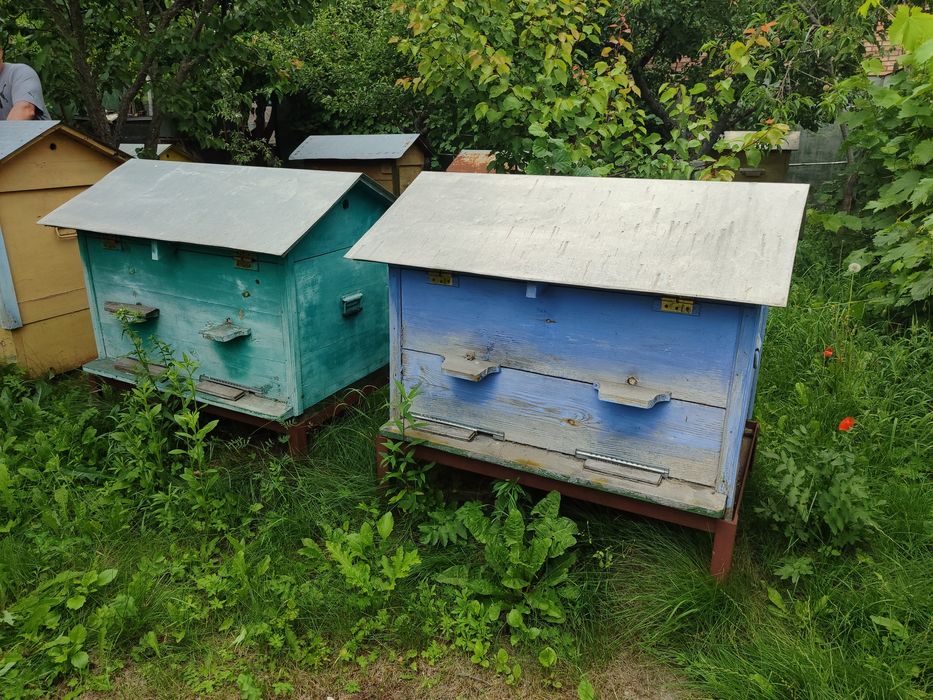 Вулики дадани і на українську рамку