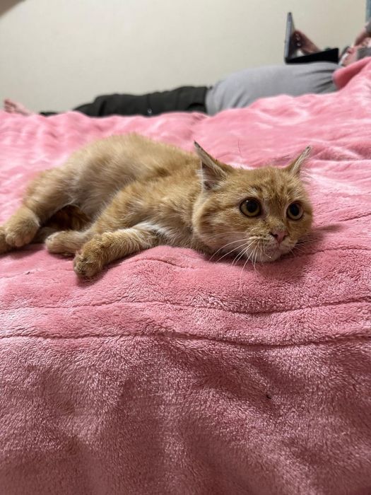 Кошеня 4 міс. в хороші руки