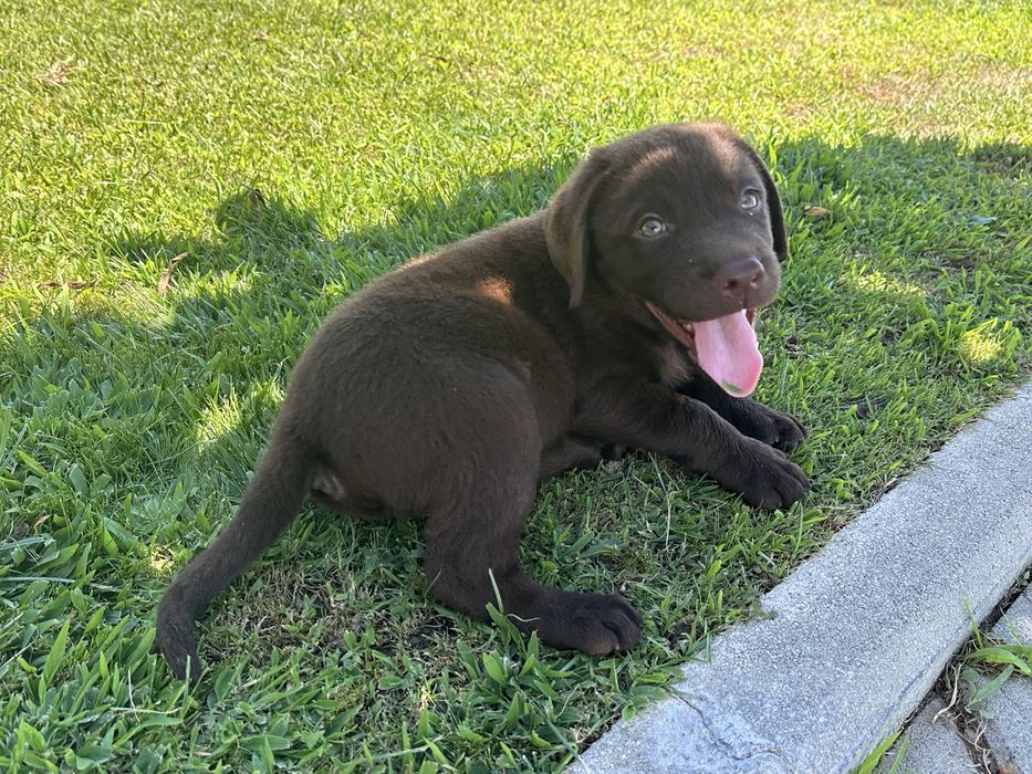 Labrador Retriever LOP e Afixo - castanho
