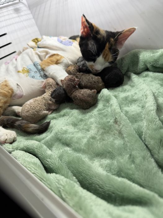 Devon Rex  bebê com pedigree