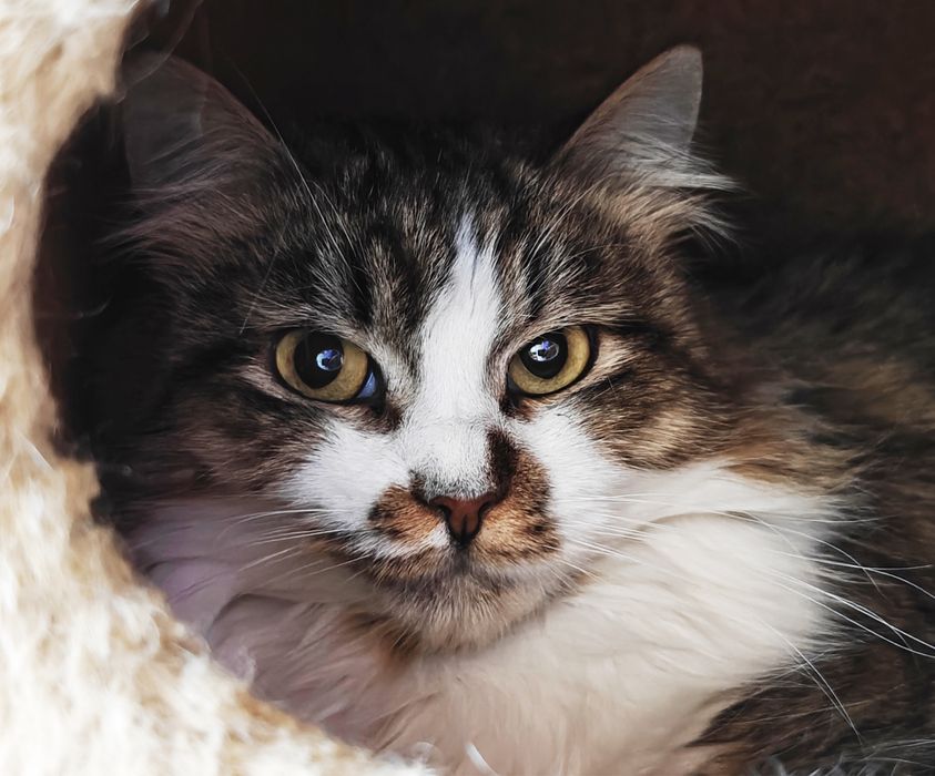 Шукаємо найкращу родину для кішечки Лаві.1,5 роки.Стерилізована.Кішка