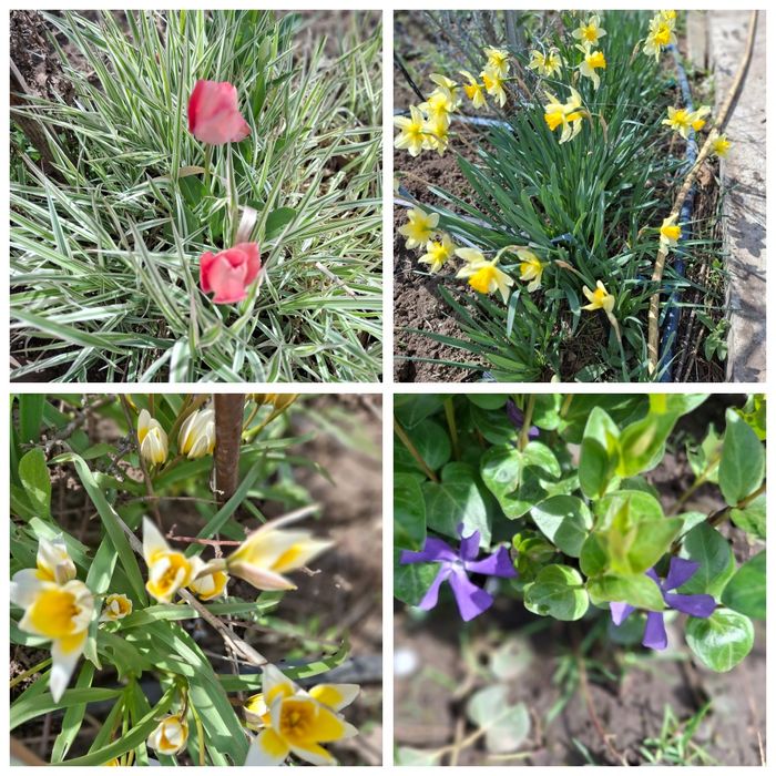 Садовые цветы, свои