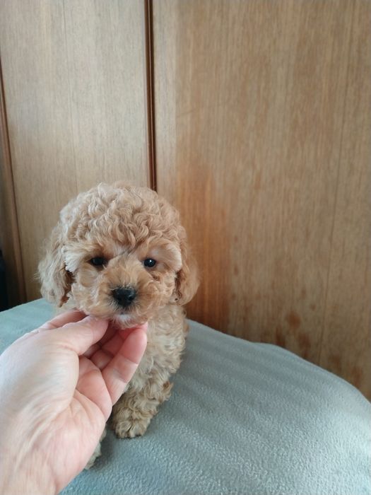 ГоМальчик мальтипушка