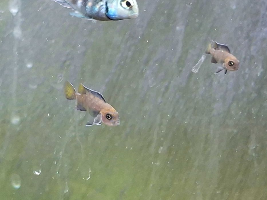 рыбки аквариумные цихлиды: попугай синий тигр юлидохромис  голубой Аки