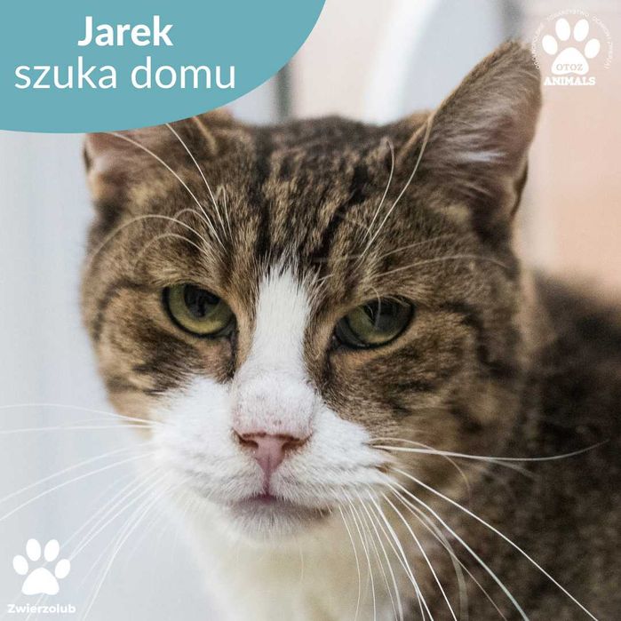 Kochany kocur Jarek do adopcji