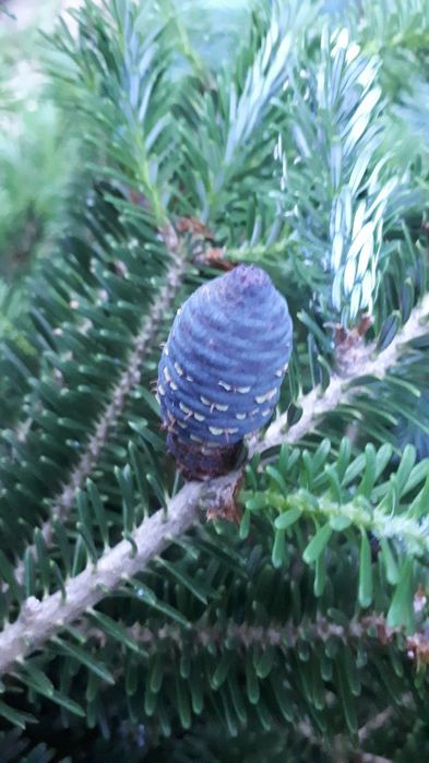 Jodła koreańska w doniczkach