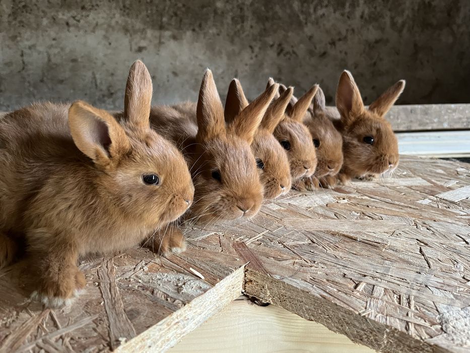 Nowozelandzki Czerwony