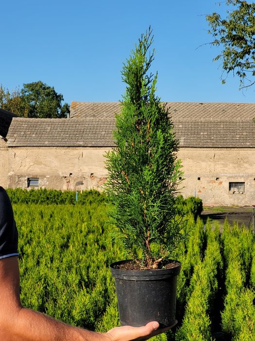 Tuja szmaragd 110cm! DOSTAWA!