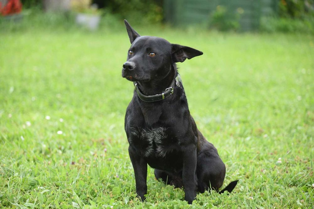 Lupus - młody psiak szuka domu