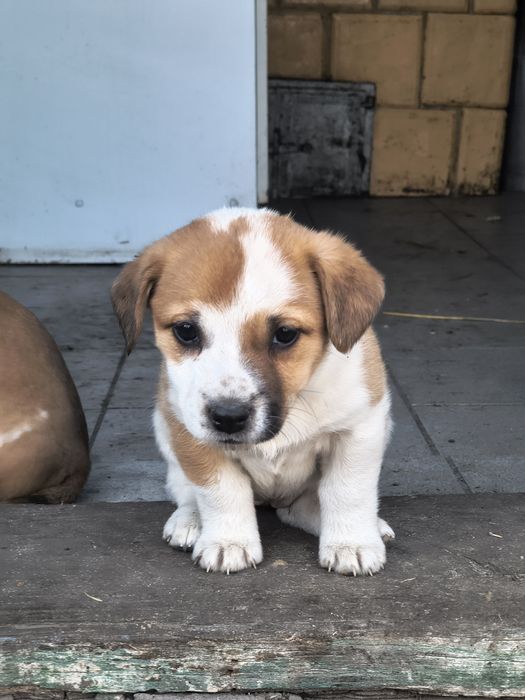 2 suczki szukają domu