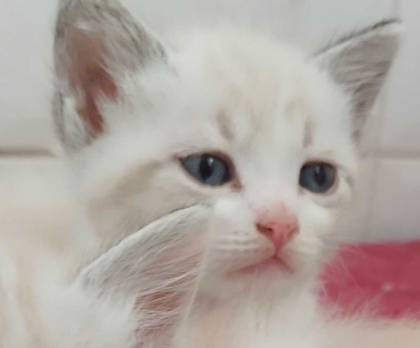 Gatinha Maravilhosa única