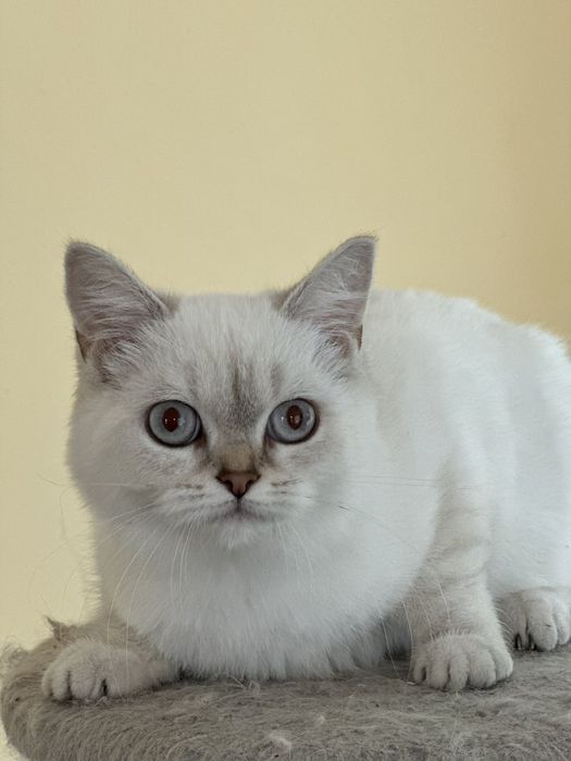 Британський котик