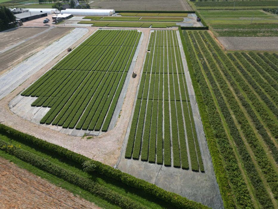 6. Borówka Amerykańska Bluecrop 3 lata donica 3l Premium