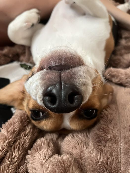 Передержка, Перетримка тварин