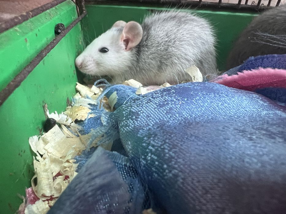 Крысята ДАМБО (от 1 месяца) пепельные