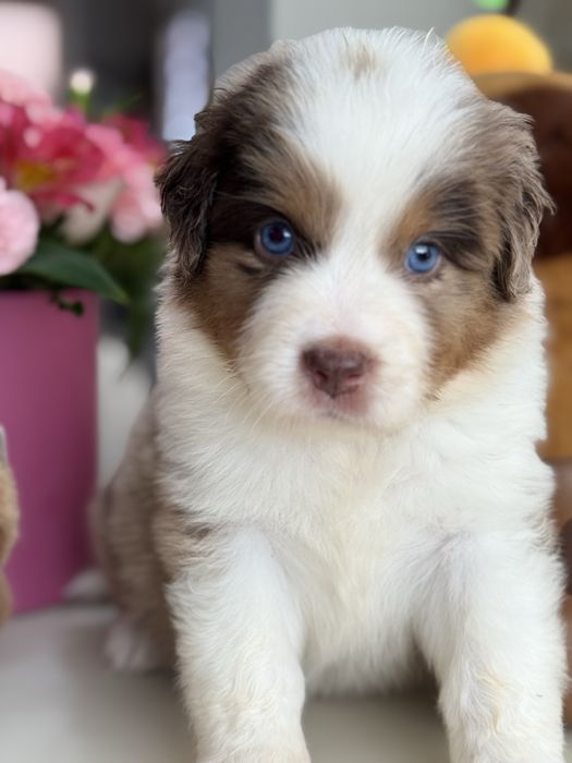 Міні ауссі ( Мініатюрна Американська вівчарка)