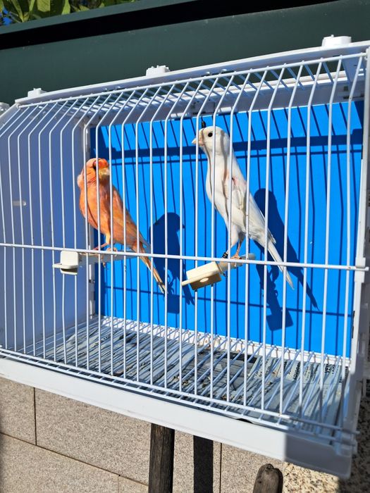 Canários, diversas raças, com qualidade..