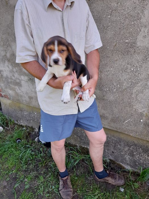 Beagle szczeniak tricolor