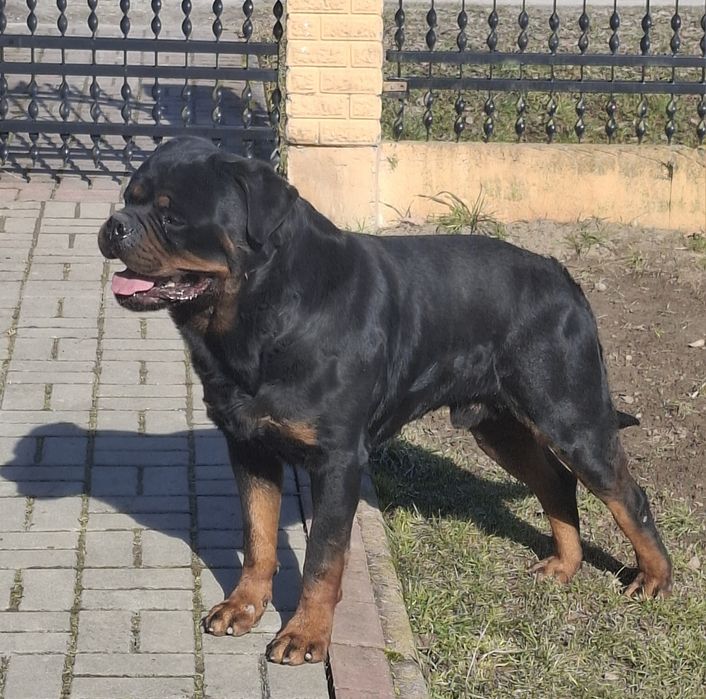Rottweiler  szczeniak pies