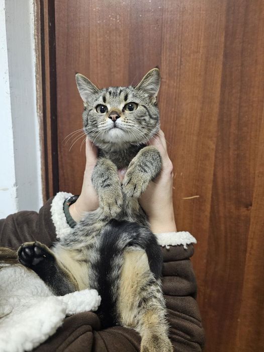 Кошеня хлопець в добрі руки