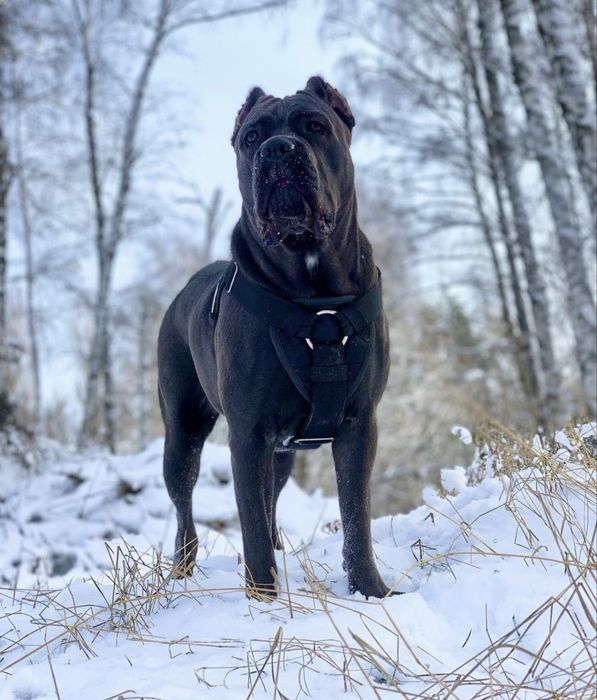 Не впусти свій шанс-придбати одного знайкращих щенят
