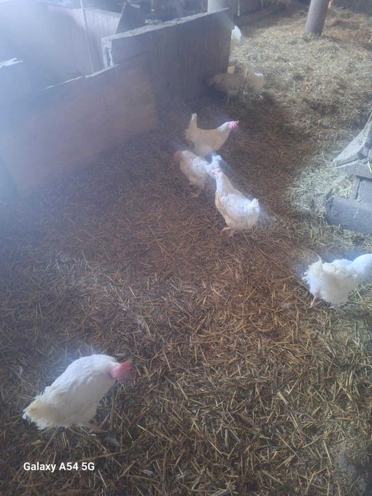 Kury lohmann Sandy biała 42 tygodnie duże jajko dowóz środa czwartek