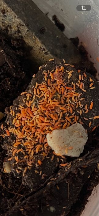 Pomarańczowe skoczogonki Yuukianura aphoruroides - ekipa sprzątająca