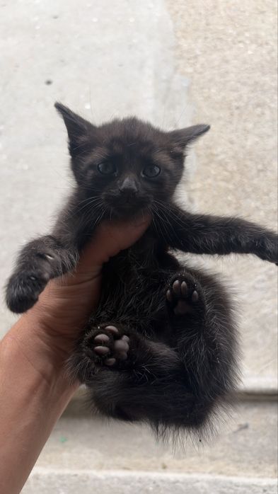 Dou casal de gatos bebes!
