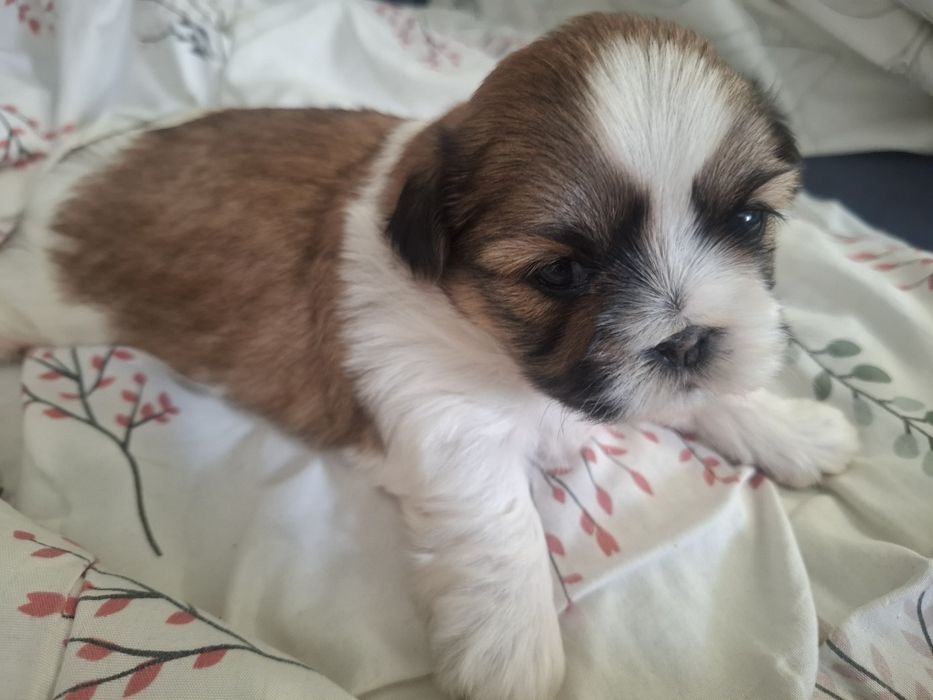 Shih tzu szczeniak z rodowodem