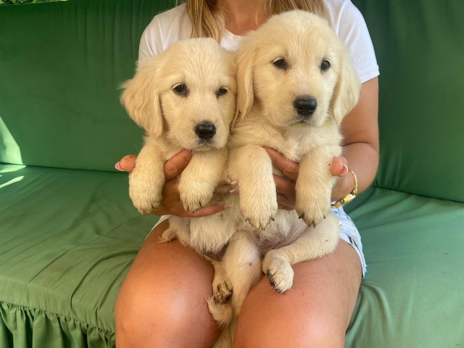 Golden Retriever szczeniak
