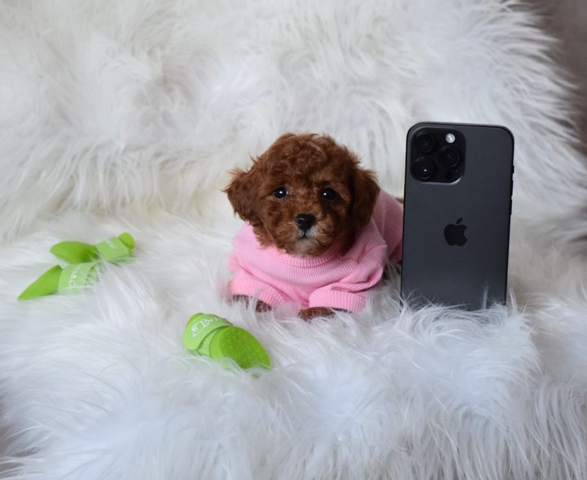 Карамельні маленькі Мальтипу . Схожі на іграшкових. Ф1