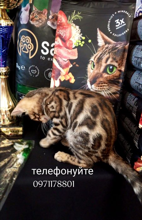 Бенгали леопардики, документи CWF