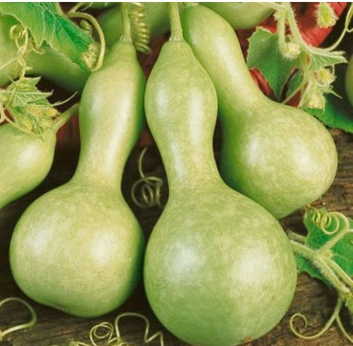 Sementes abóbora cabaça