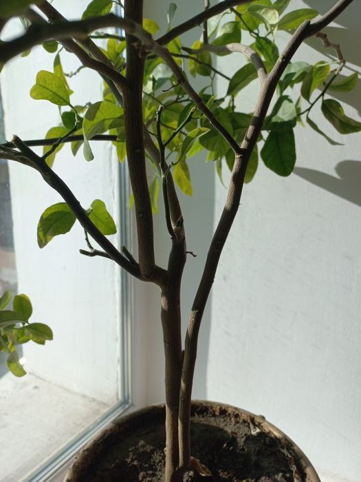 Декоративное лимонное дерево.