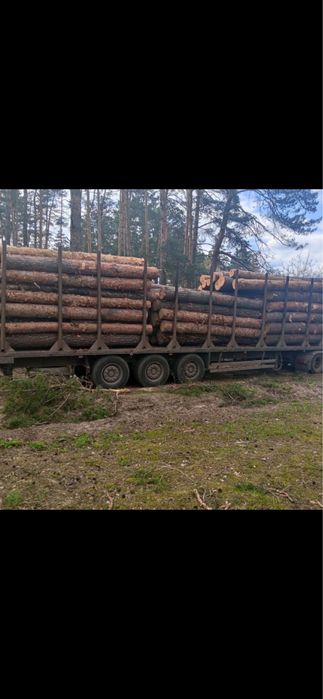 Ліс кругляк сосна